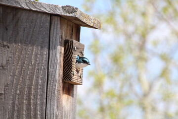 Tree Swallow Looking Out, Pylypow Wetlands, Edmonton, Alberta