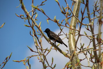 Young Red-Wing Blackbird, Pylypow Wetlands, Edmonton, Alberta