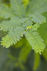 Closeup portrait of Vachellia nilotica or gum arabic tree  leaves in Indian garden
