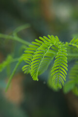 Closeup portrait of Vachellia nilotica or gum arabic tree  leaves in Indian garden