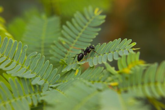 Black Ant searching food on green leaves