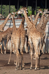 Close-up Group of Giraffes were Standing on The Ground