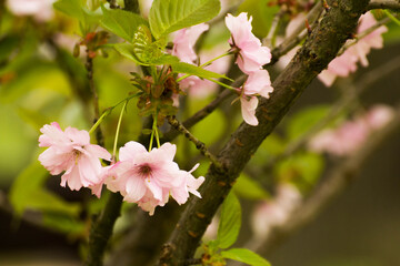 pale pink blooming mirabelle flowers - obrazy, fototapety, plakaty