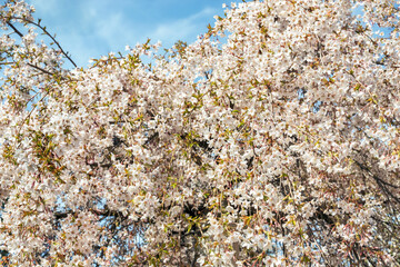 Fototapeta premium Blooming cherry trees in the Mezhyhirya park near Kiev.