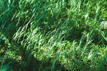 多摩川河川敷　春風になびく野草