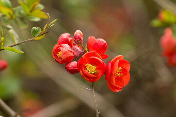red flowers of blooming quince on a background of branches © Paulina