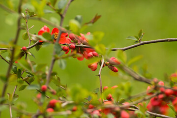 red flowers of blooming quince on a green background