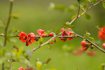 red flowers of blooming quince on a green background - obrazy, fototapety, plakaty