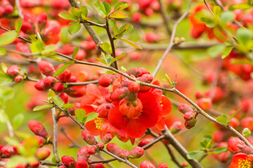 red flowers of blooming quince on a background of branches © Paulina
