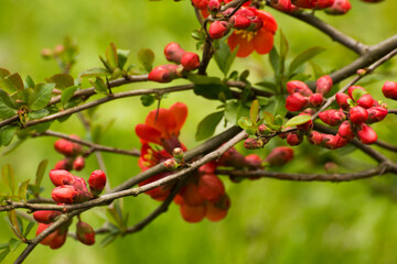 Naklejka premium red flowers of blooming quince on a green grass