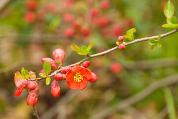 red flowers of blooming quince on a background of branches © Paulina