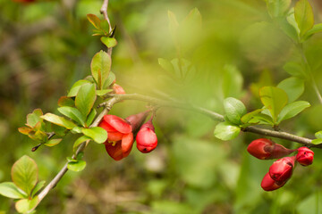 red flowers of blooming quince on a green grass © Paulina