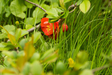 red flowers of blooming quince on a green grass