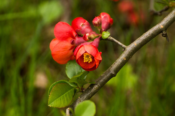 red flowers of blooming quince on a green grass