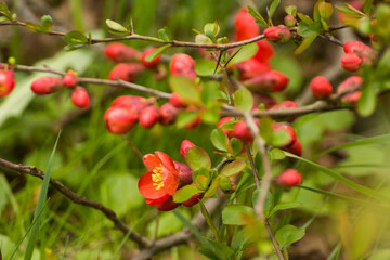 red flowers of blooming quince on a green grass