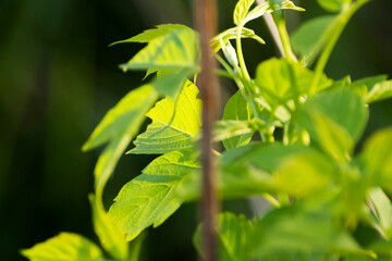 acer negundo leaves on the background of branches © Paulina