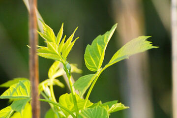 acer negundo leaves on the background of branches © Paulina