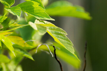 acer negundo leaves on a green nature background © Paulina