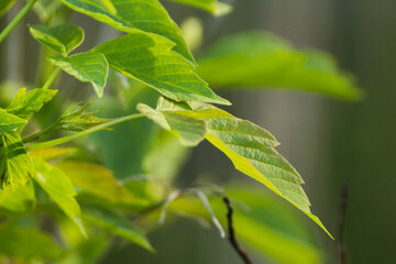 acer negundo leaves on a green nature background