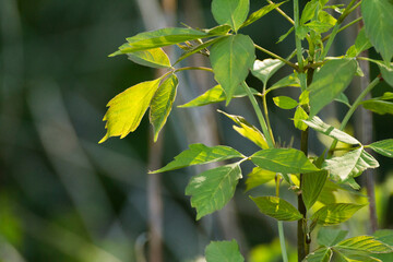 acer negundo leaves on the background of branches © Paulina