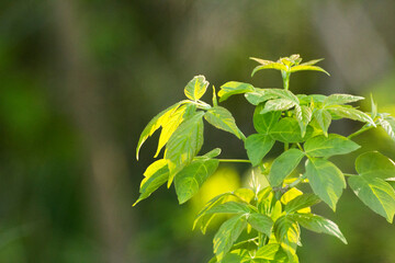 acer negundo leaves on a green nature background © Paulina