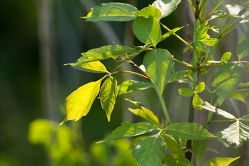 acer negundo leaves on the background of branches © Paulina