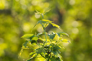 acer negundo leaves on a green nature background © Paulina