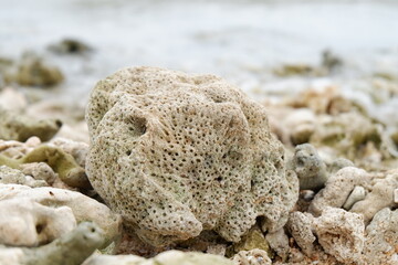 crab on the beach