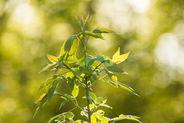 acer negundo leaves on a green nature background © Paulina