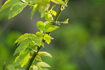 acer negundo leaves on a green nature background © Paulina