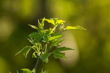 acer negundo leaves on a green nature background © Paulina