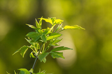 acer negundo leaves on a green nature background © Paulina