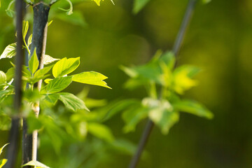 acer negundo leaves on a green nature background
