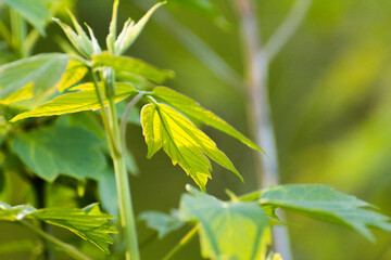acer negundo leaves on a green nature background © Paulina