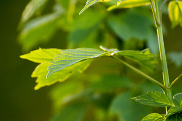 acer negundo leaves on a green nature background © Paulina