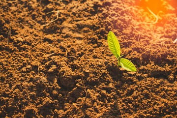 Growing plant,Young plant in the morning light on ground background, New life concept.Small plants on the ground in spring.fresh,seed,Photo fresh and Agriculture concept idea.