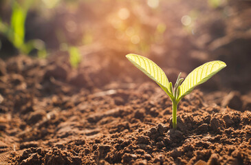 Growing plant,Young plant in the morning light on ground background, New life concept.Small plants on the ground in spring.fresh,seed,Photo fresh and Agriculture concept idea.