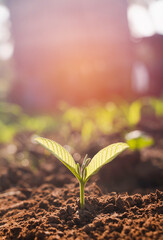 Growing plant,Young plant in the morning light on ground background, New life concept.Small plants on the ground in spring.fresh,seed,Photo fresh and Agriculture concept idea.