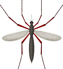 The mosquito is a blood-sucking insect. Top view. Detailed vector illustration isolated on a white background.