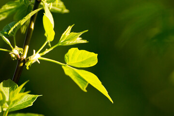 acer negundo leaves on a green nature background