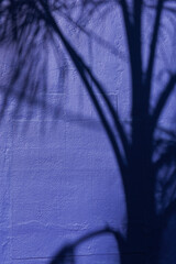 palm tree shadows casted on purple building surface