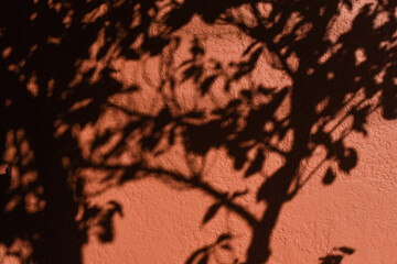plant shadows casted on terra cotta colored textured wall surface