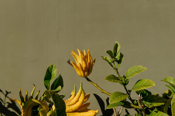 detail of buddha's head lemon 