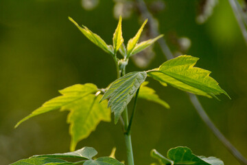 acer negundo leaves on a green nature background © Paulina