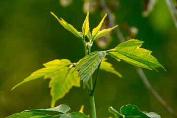 acer negundo leaves on a green nature background © Paulina