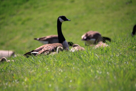 芝生の上で集うカナダガンの親子たち
