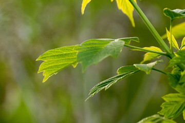 acer negundo leaves on a green nature background © Paulina