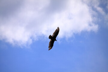 A bird gliding high in the sky