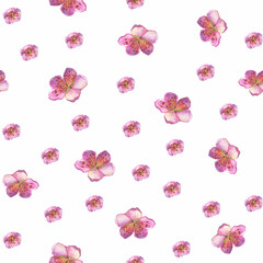 Seamless pattern of the peach flowers. Close-up pink peach flowers in spring. Watercolor hand drawn painting illustration isolated on white background.