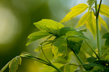 acer negundo leaves on a green nature background © Paulina